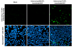 Anti-Enterovirus 71 VP1 antibody [HL1928] used in Immunocytochemistry/ Immunofluorescence (ICC/IF). GTX637687